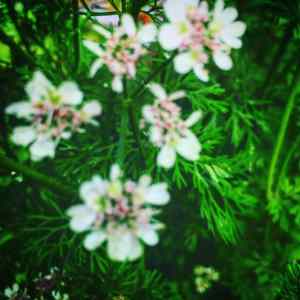 coriander flower